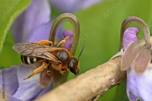 Weibliche Große Salbei-Schmalbiene (Lasioglossum xanthopus) auf Veilchen photo