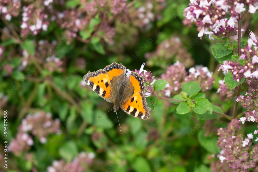 Obraz premium Beautiful orange butterfly sitting on a purple flower in a garden in summer