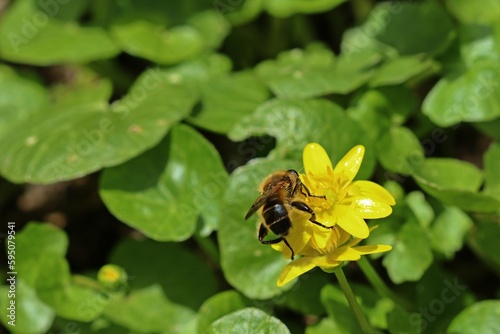 Frühe Bienenschwebfliege (Brachypalpus valgus)