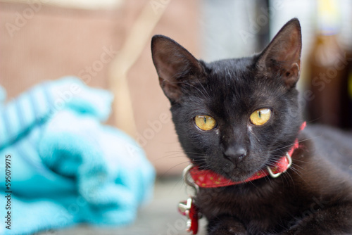 Fototapeta Naklejka Na Ścianę i Meble -  cute baby black cat with red collar