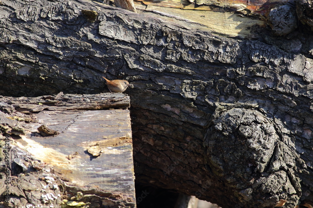 strzyżyk na kłodzie