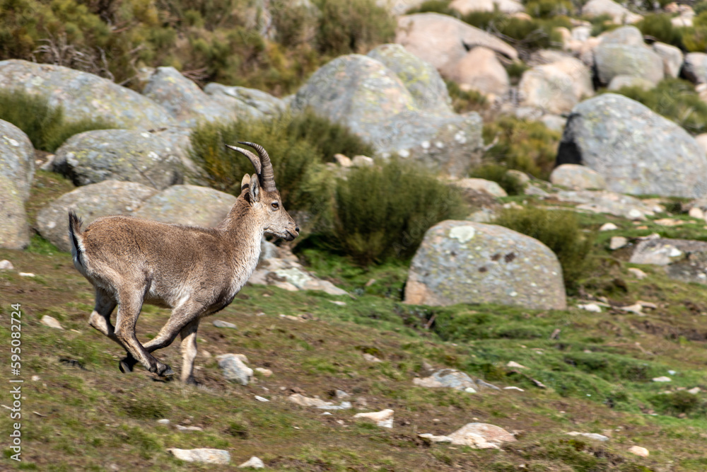 Young Iberian ibex, Capra pyrenaica, running in the green grass, in the Sierra de Gredos, Spain Young Iberian ibex, Capra pyrenaica, running in the green grass, in the Sierra de Gredos, Spain