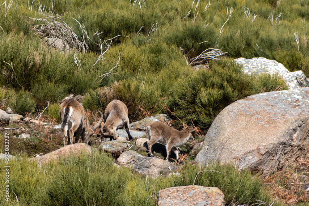 Two young Iberian ibex, Capra pyrenaica, making its first fights in the Sierra de Gredos,  Spain