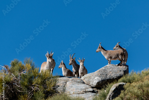 Herd of Iberian ibex, Capra pyrenaica, with the blu sky at the bottom, in the Sierra de Gredos, Spain photo