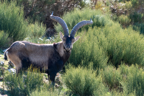 Male Iberian ibex, Capra pyrenaica, in the Sierra de Gredos, Spain