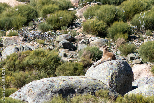 Young Iberian ibex, Capra pyrenaica, in the Sierra de Gredos, relaxing over a rock, Spain