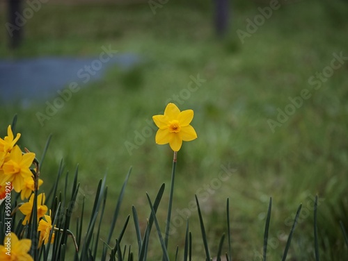 Vibrant, sunny shot of a yellow rush-leaf jonquil flower growing in lush grass