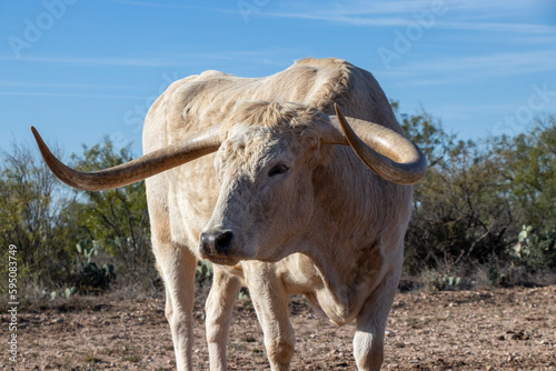 Texas Longhorn in the Desert