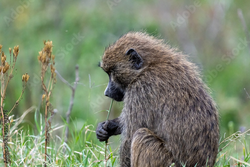 Baboon sitting in the grass in Lake Nakuru, Kenya