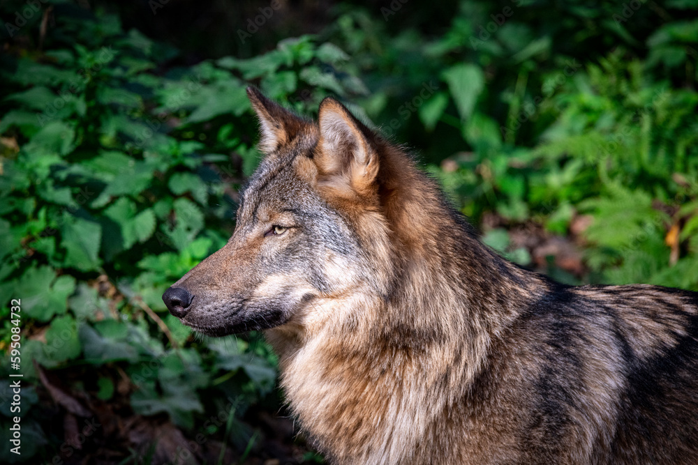 aufmerksamer Wolf