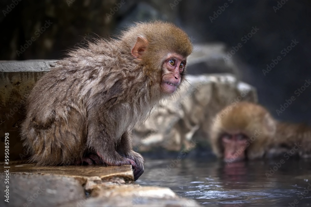 Fototapeta premium Snow monkeys swimming in a natural water body located in Jigokudani Monkey Park, Japan