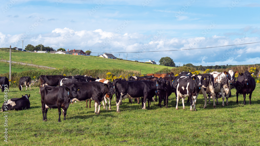 A herd of cows on a green pasture of a dairy farm in Ireland. A green grass field and cattle under a blue sky. Agricultural landscape, cow on green grass field. A herd of cows on a green pasture of a dairy farm in Ireland. A green grass field and cattle under a blue sky. Agricultural landscape, cow on green grass field.