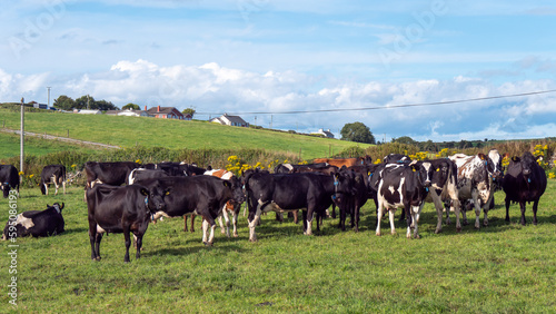 A herd of cows on a green pasture of a dairy farm in Ireland. A green grass field and cattle under a blue sky. Agricultural landscape, cow on green grass field. © Oleksii