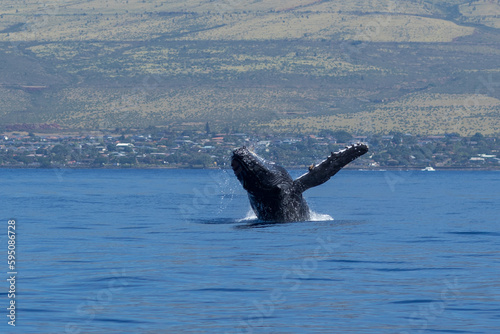 Humpback whale breaching © davidhoffmann.com