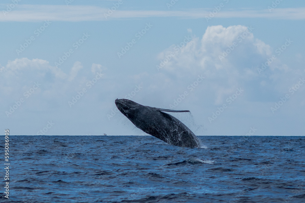 Fototapeta premium Humpback whale breaching