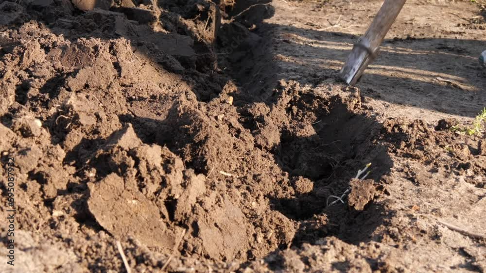 Digging Soil With Shovel Agriculture Digging Soil With Shovel Agriculture