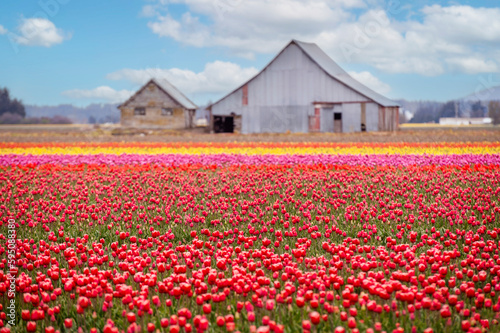 Skagit Valley Tulip Fields in the Springtime. Colorful flowers blanket this beautiful agricultural area of western Washington state and is home to the Skagit Valley Tulip Festival.