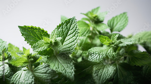 Minzblätter auf weißem Hintergrund