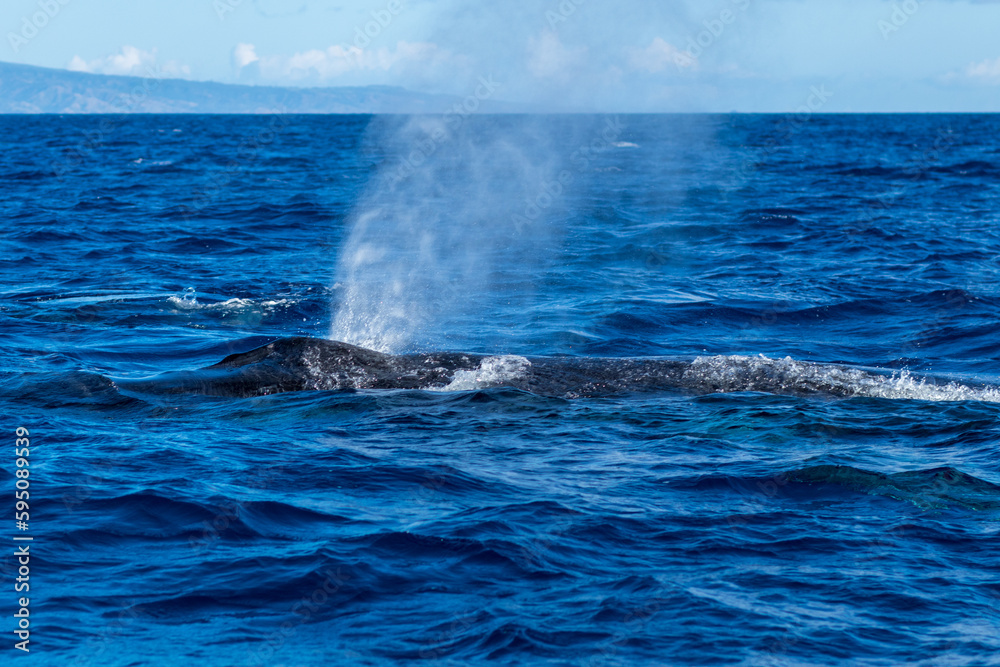 Humpback whale spouting blowing