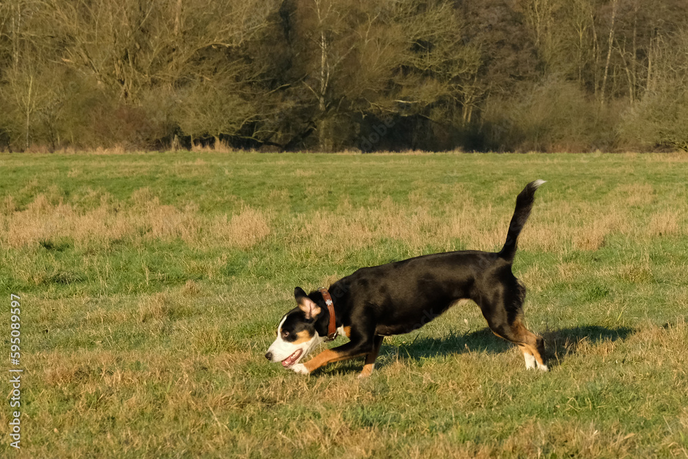 junger Entlebucher Sennenhund rennt über eine Wiese
junger Entlebucher Sennenhund rennt über eine Wiese