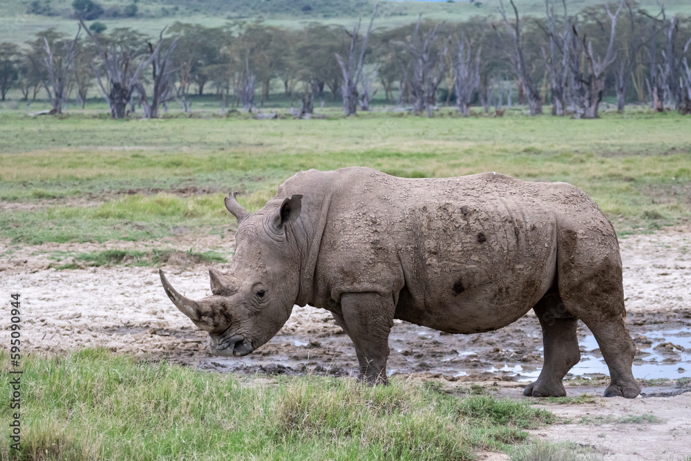 Obraz premium White rhino in the wild, Lake Nakuru, Kenya.