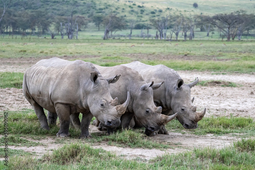 White rhino in the wild  Lake Nakuru  Kenya.