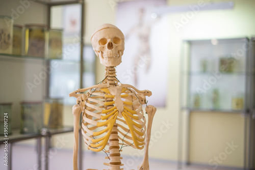 medical skeleton