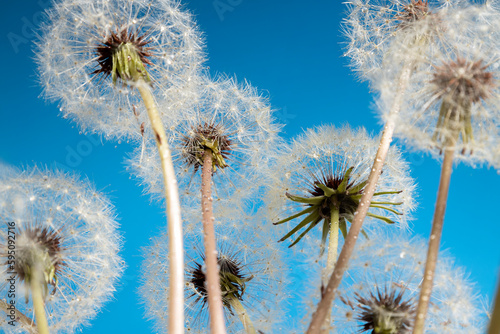Bottom up view of soft white dandelions, seedheads against blue background © uaPieceofCake