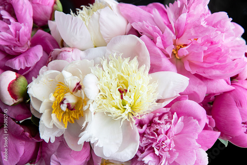 Fototapeta Naklejka Na Ścianę i Meble -  Bunch of fresh peony flowers