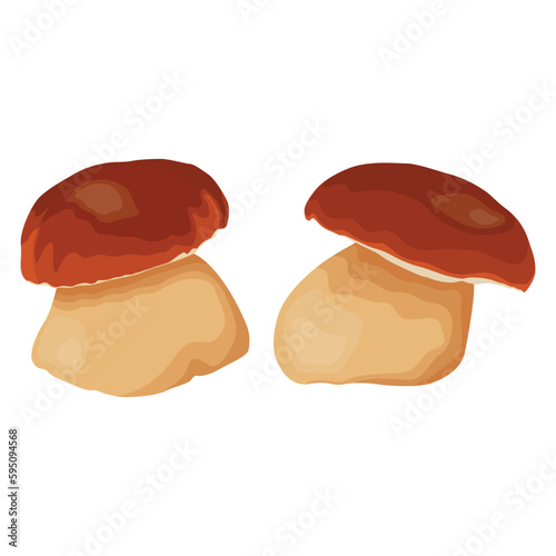 Vector illustration of big Boletus Edulis mushroom isolated on white background close up. Edible fungi from wild for vegetarian food protein nutrition