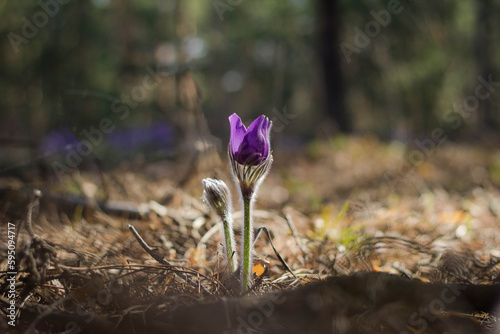 spring flowers in the forest