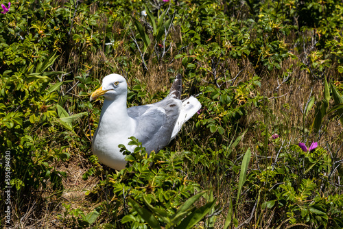 Close up of a seagull in nesting area