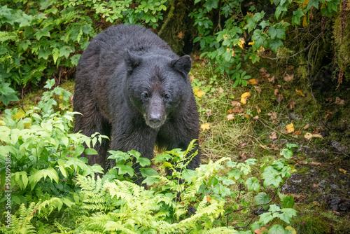 Black bear boar looking down on Anan Creek.