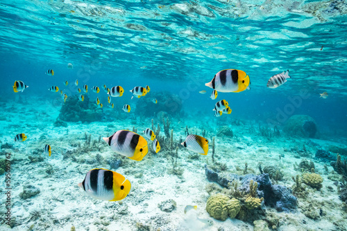 French Polynesia, Bora Bora. School of Pacific double-saddle butterflyfish.