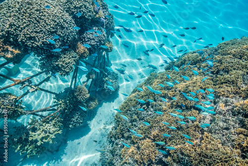 French Polynesia, Bora Bora. Bio-rock coral and fish. photo