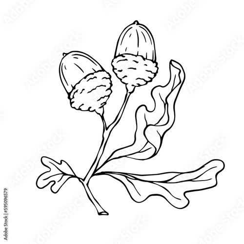 Graphic sketch of an oak tree branch with acorns.Vector graphics.
