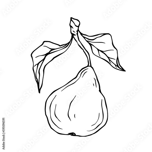 Linear botanical sketch with fruits and pear leaves. Vector graphics.