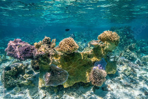 French Polynesia, Bora Bora. Close-up of coral garden.