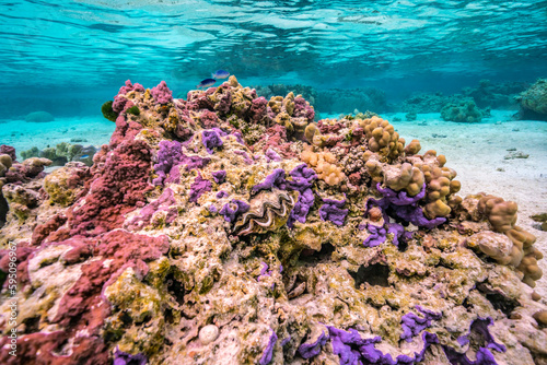 French Polynesia, Taha'a. Giant clams and coral underwater.