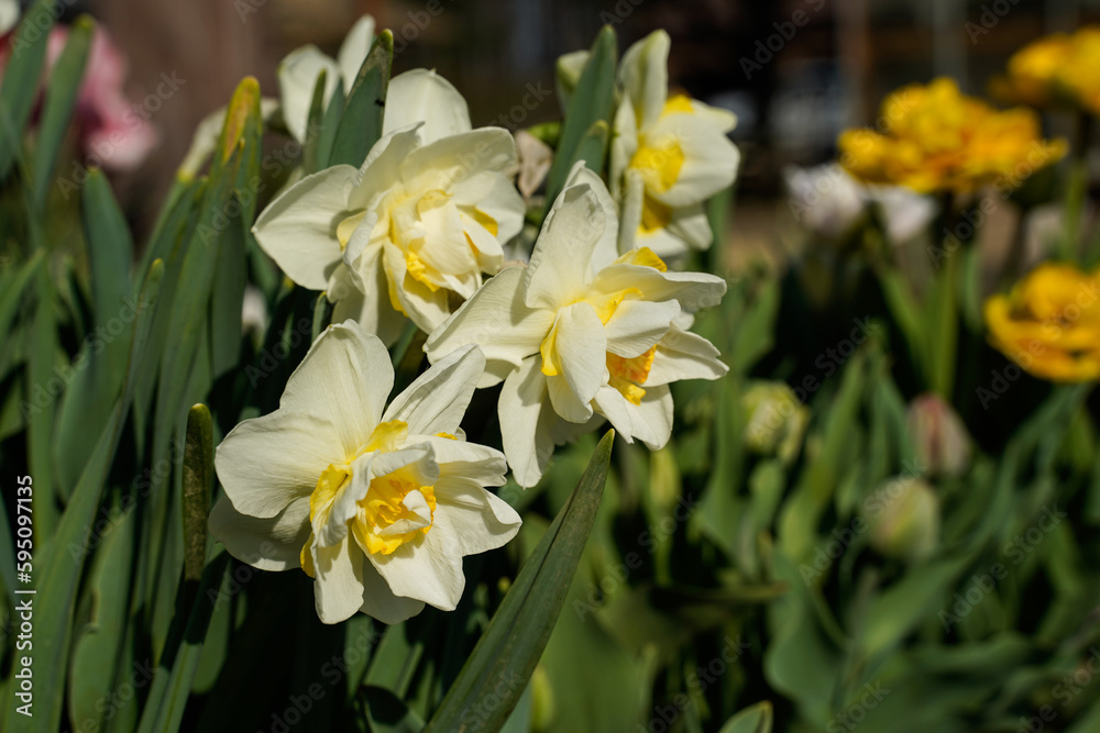 White and yellow daffodils blooming in a flower garden outdoors. White and yellow daffodils blooming in a flower garden outdoors.