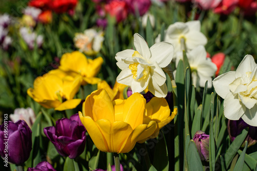 Outdoor flower garden full of blooming spring flowers. Tulips  daffodils  hyacinth.