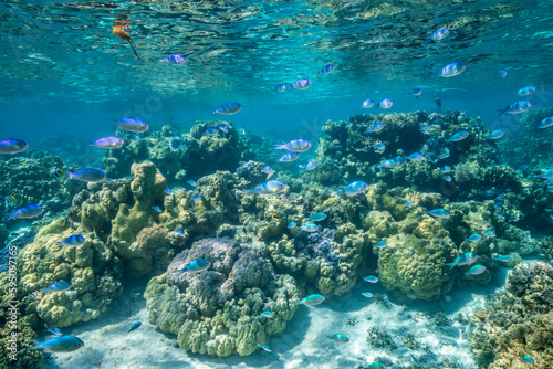 French Polynesia, Bora Bora. Green chromis fish and bio-rock corals.