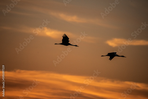 Trio of sandhill cranes settling in for the night.