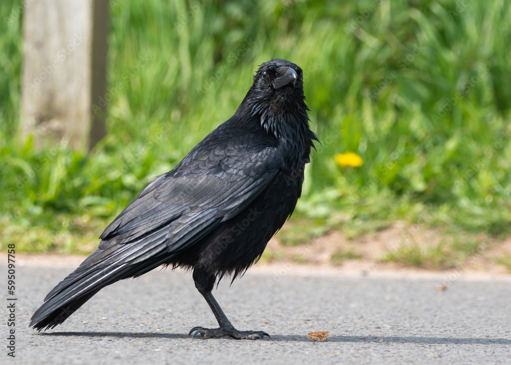 Obraz premium A Crow looks to camera with a green bokeh background. The Carrion Crow is a member of the Corvid family of birds. 
