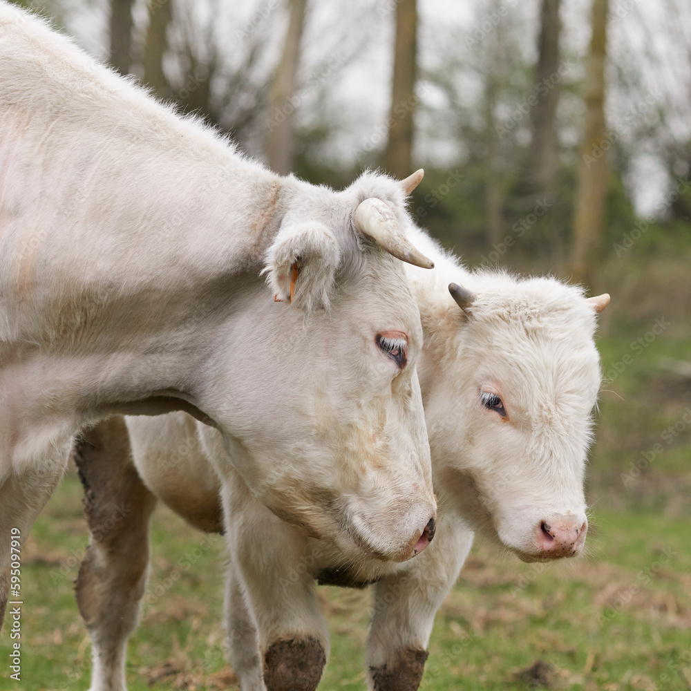 Head of cow and her young white calf Head of cow and her young white calf