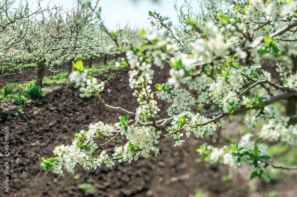 apple orchard in bloom in spring, sunny day in the plantation apple orchard in bloom in spring, sunny day in the plantation