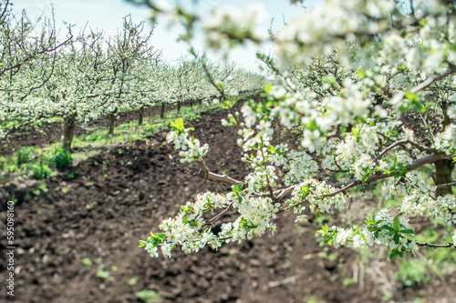 apple orchard in bloom in spring, sunny day in the plantation
