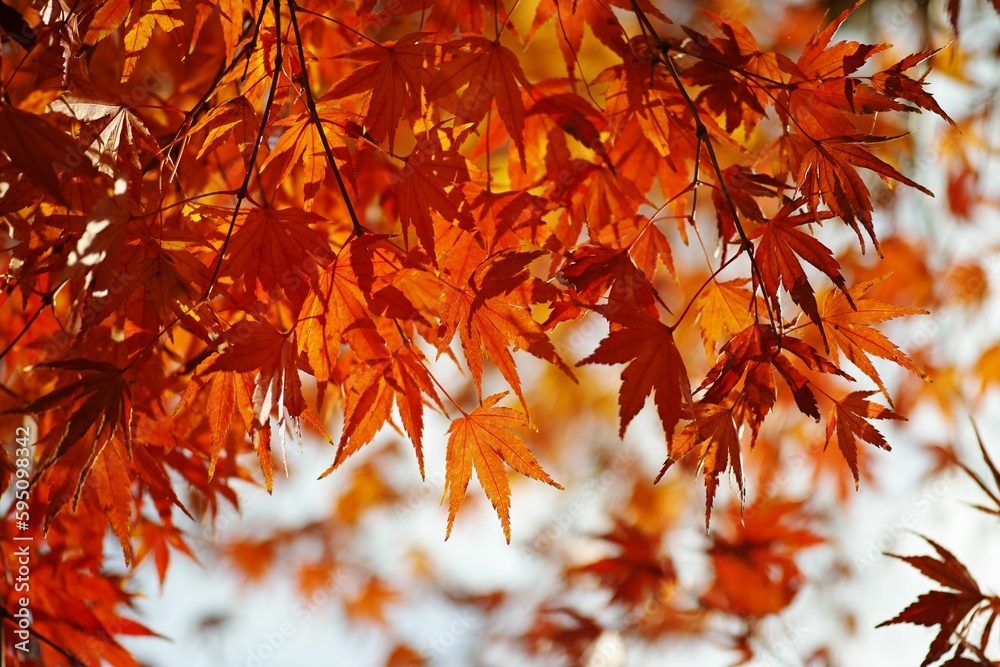 Scenic autumn landscape featuring a tree with vibrant red and yellow leaves against a clear blue sky Scenic autumn landscape featuring a tree with vibrant red and yellow leaves against a clear blue sky