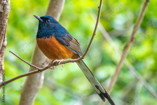 A white-rumped shama (Copsychus malabaricus) in the forests of the Nāpali Coast along Kauaʻi’s North Shore, Kauai, Hawaii, USA