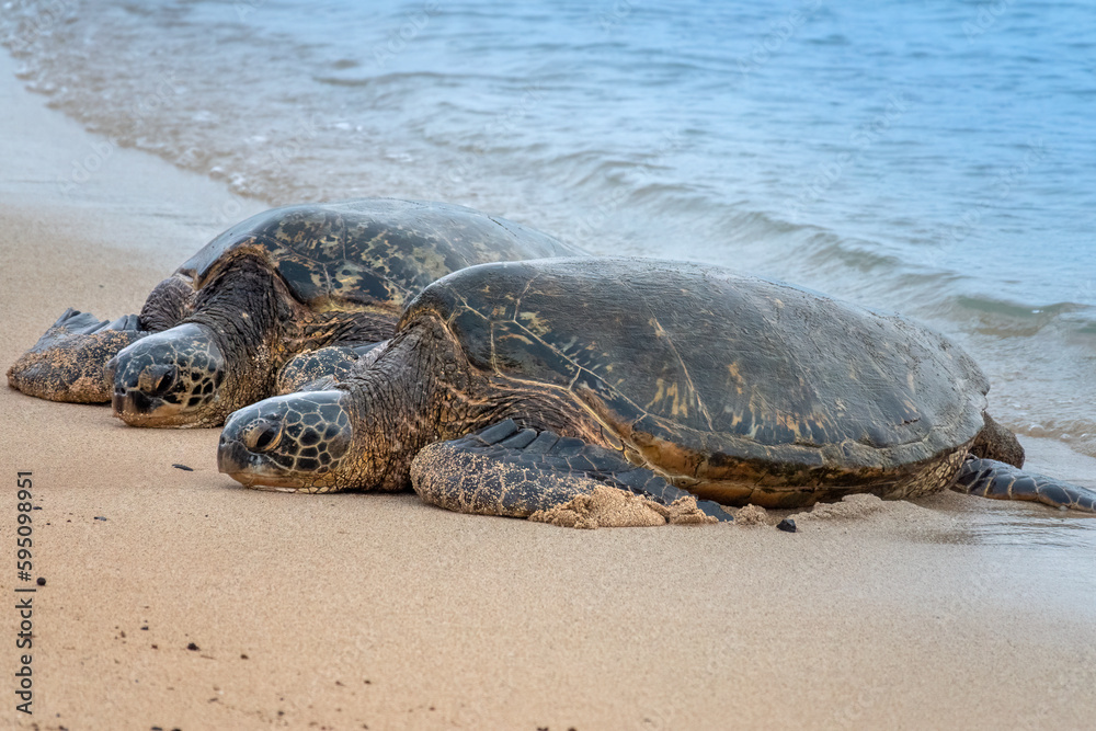 Closeup of Hawaiian green sea turtles (Chelonia mydas) (honu) resting on the sands of Poipu beach, Kauai, Hawaii, USA
